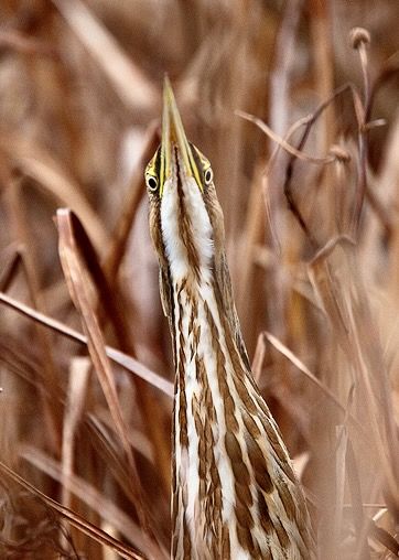 American Bittern (Botaurus lentiginosus) DSC_0182 by NDomer73 is licensed under CC BY-NC-ND 2.0.